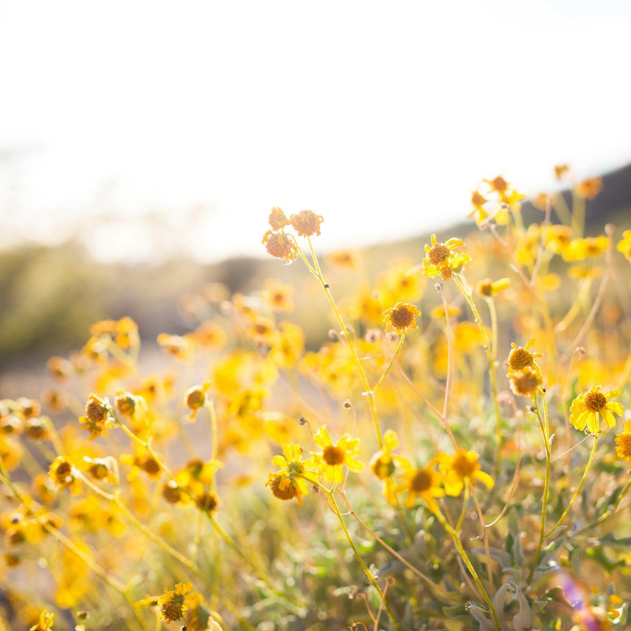 closeup photo of yellow petaled flowers